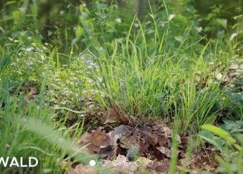 tải graswald pro v1.3.3 miễn phí