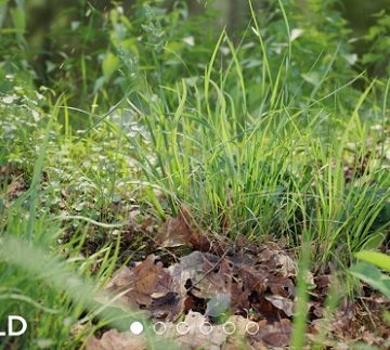 tải graswald pro v1.3.3 miễn phí